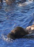 Kourtney Kardashian Bikini Candids - Rides a Sea Lion in Mexico, January 2014