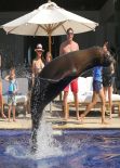 Kourtney Kardashian Bikini Candids - Rides a Sea Lion in Mexico, January 2014