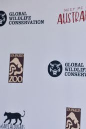 Phoebe Tonkin - The Greater Los Angeles Zoo Association Hosts "Meet Me In Australia" 03/08/2020