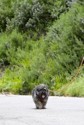 Elizabeth Banks - Walking Her Dog in the Hollywood Hills 04/07/2020